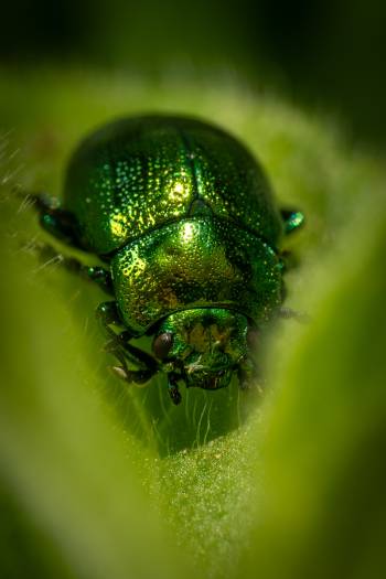 Green Dock Beetle