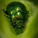 Green Dock Beetle