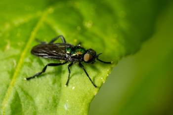 Black-horned Gem Fly