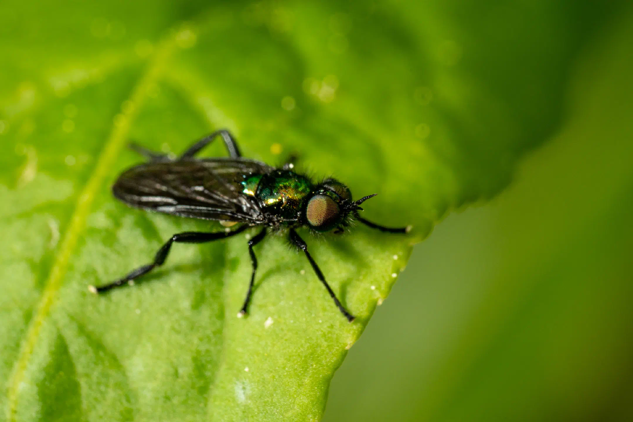 Black-horned Gem Fly