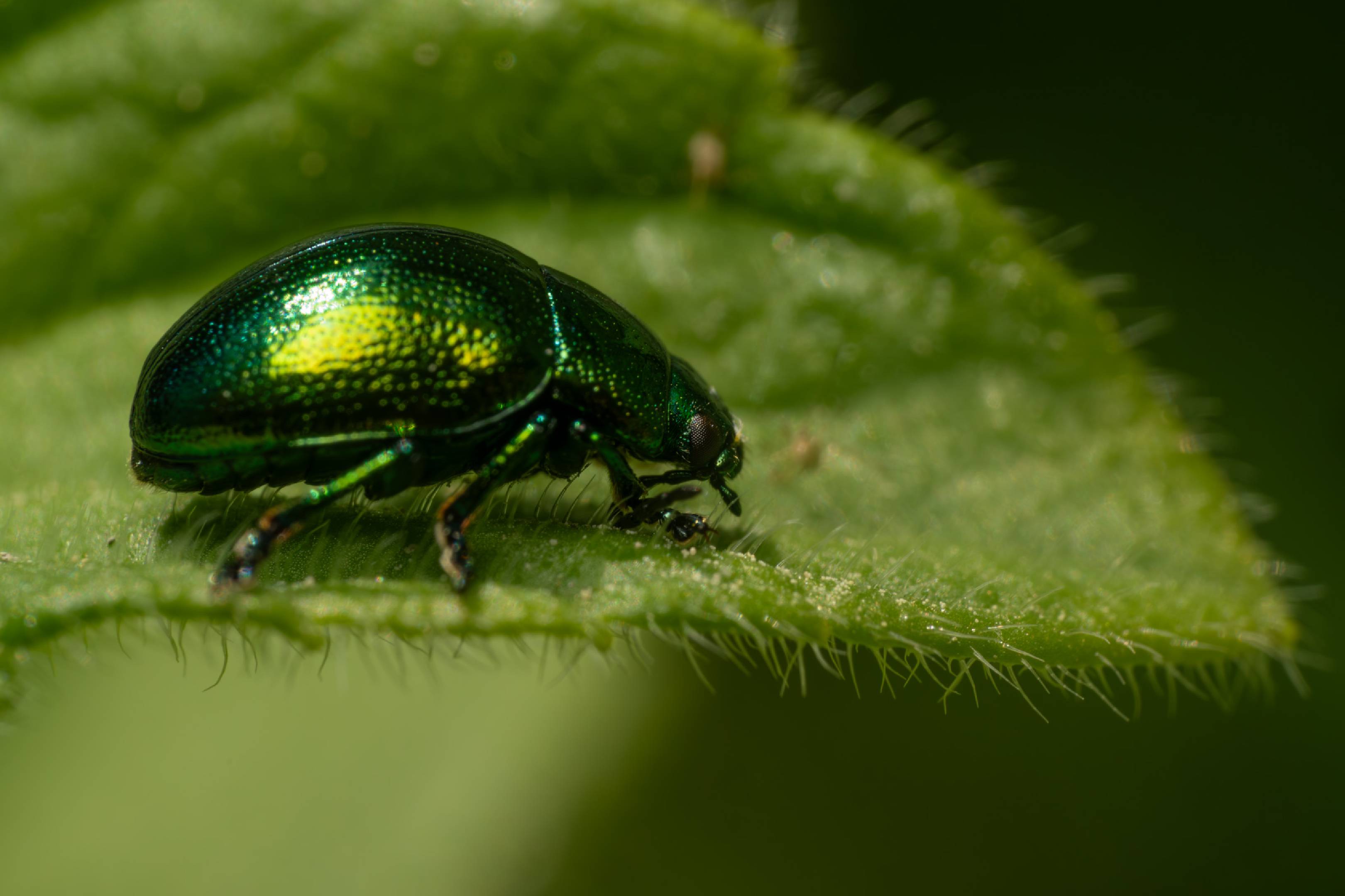 Green Dock Beetle