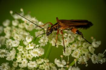 Oedemera femorata