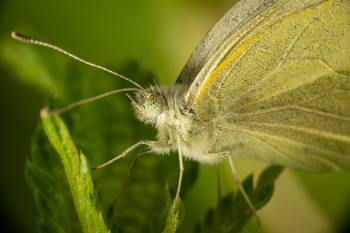 Large White