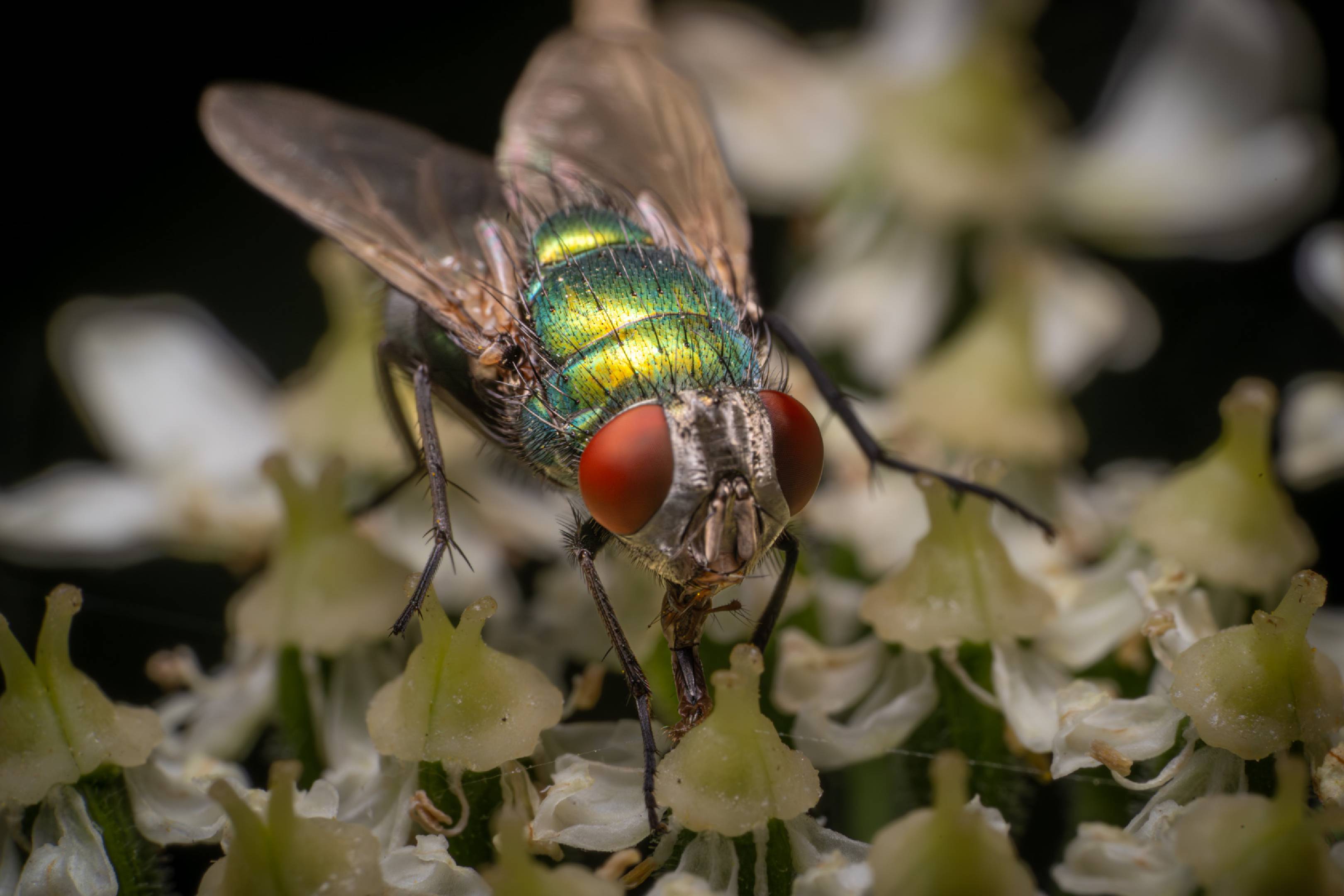 Common European Greenbottle Fly