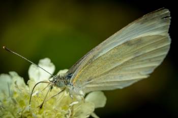 Large White