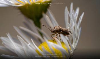 Liorhyssus hyalinus