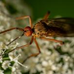 Empis livida