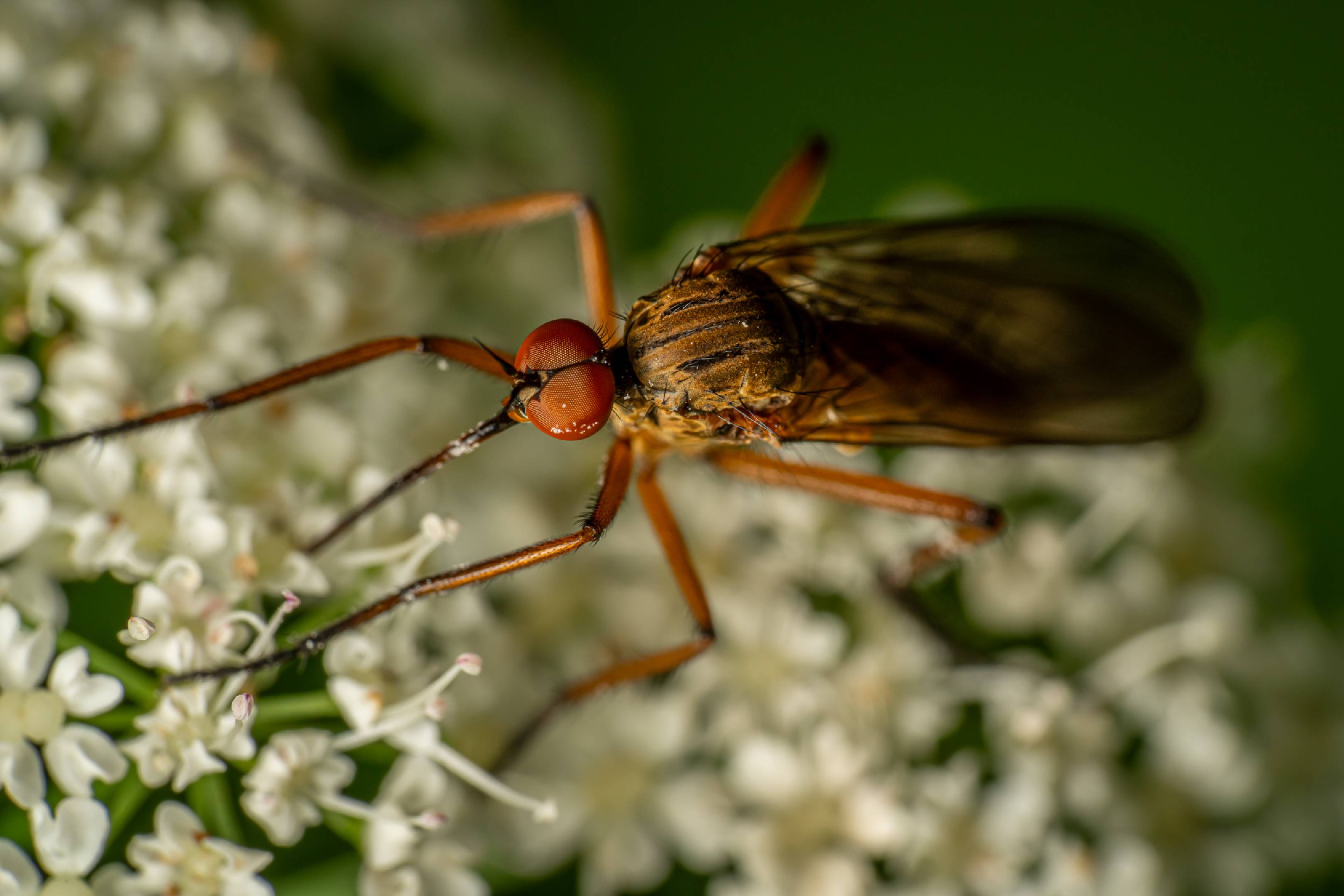 Empis livida