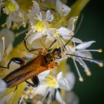 variable longhorn beetle