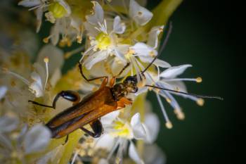 variable longhorn beetle