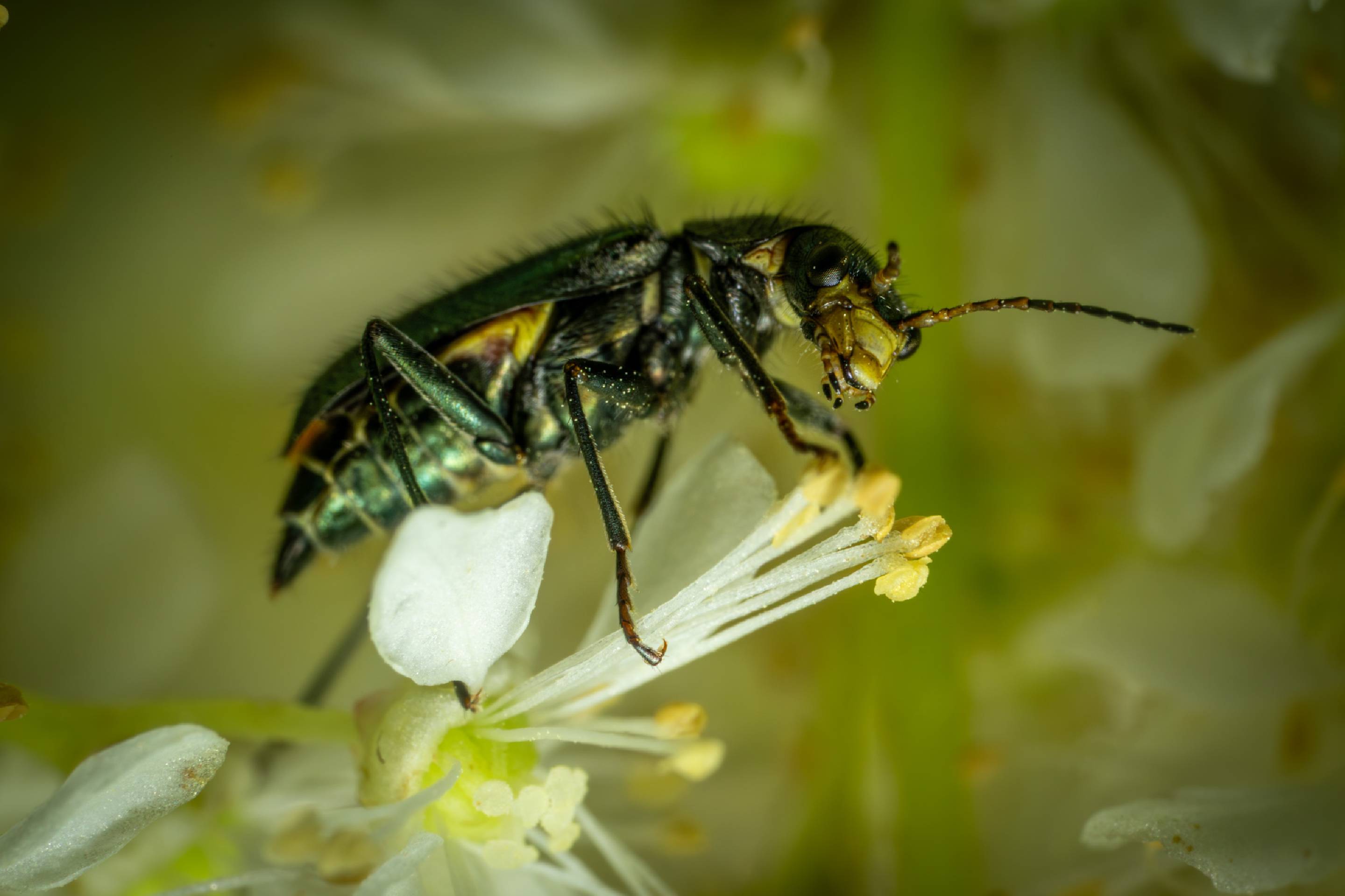Malachite Beetles