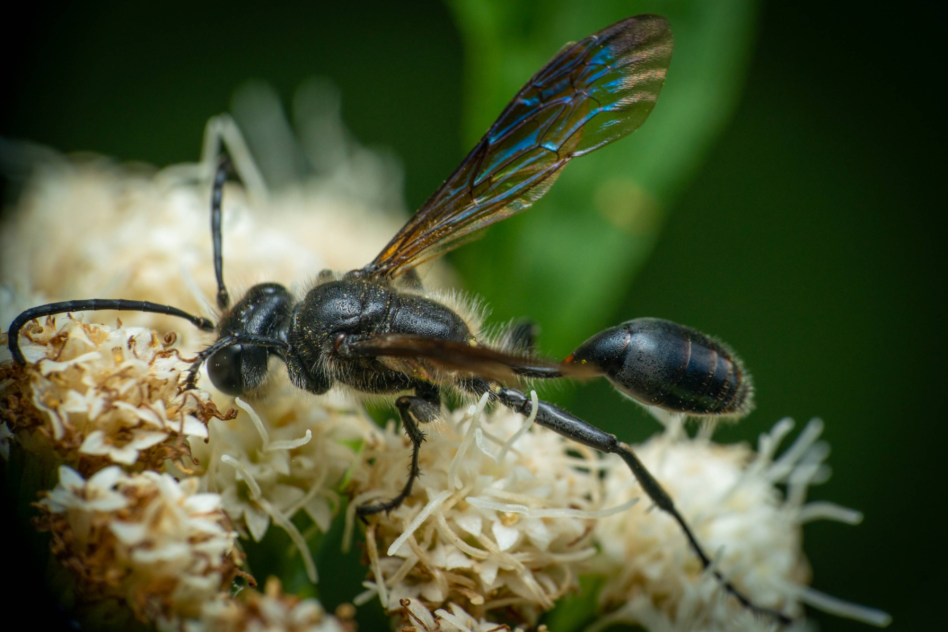 Mexican Grass-carrying Wasp | Mexican Grass-carrying Wasp