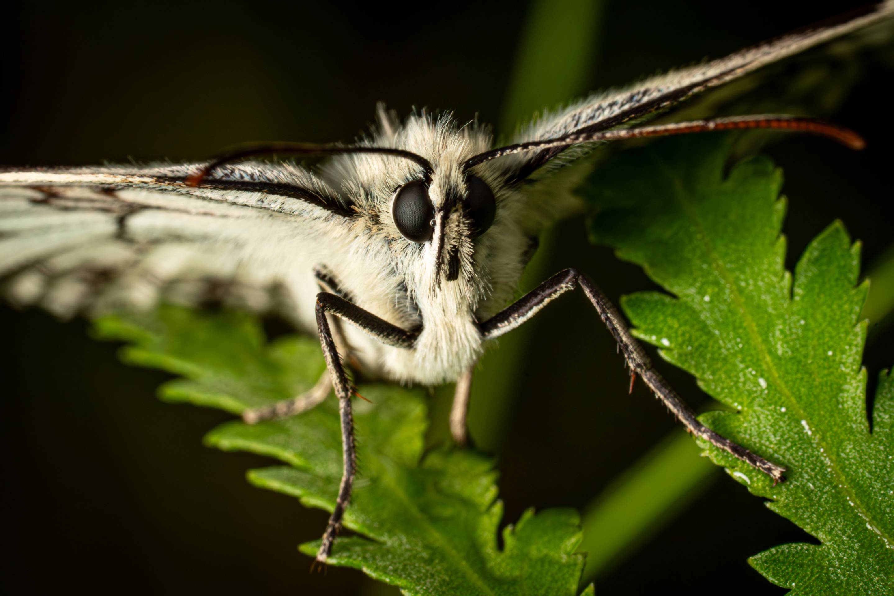 Marbled White