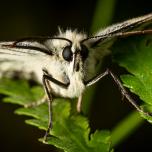 Marbled White