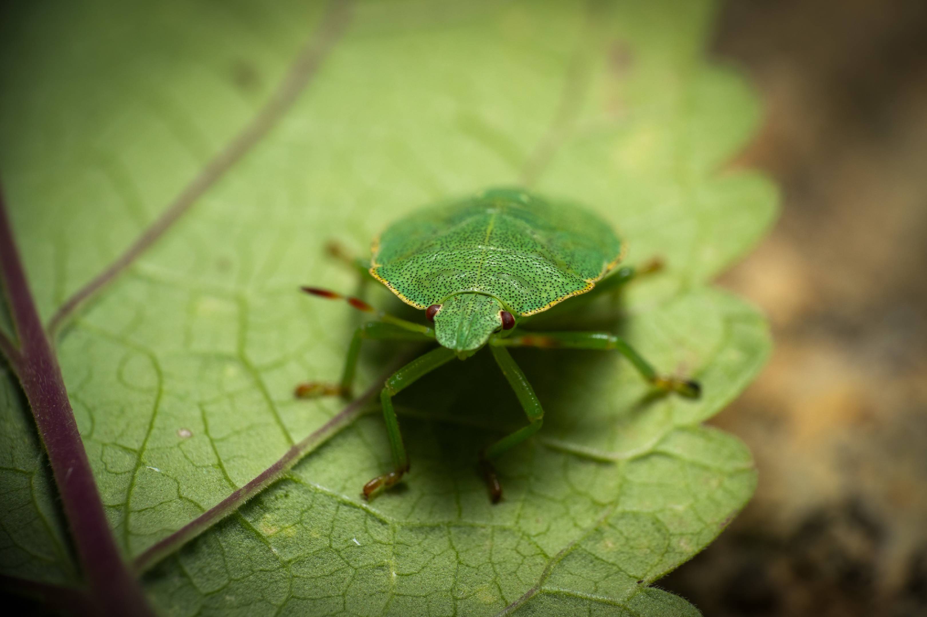 Green Shield Bug