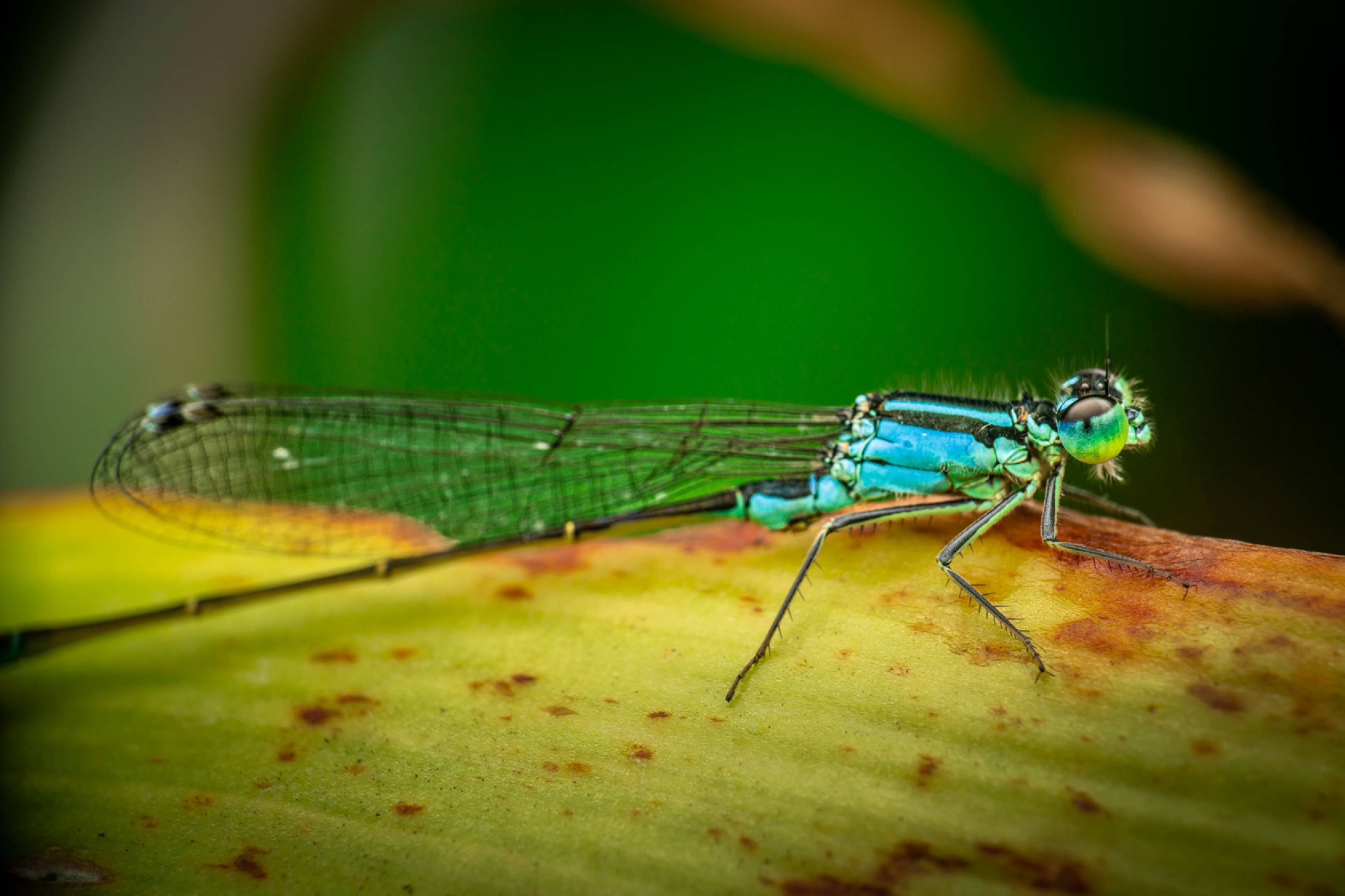 Blue-tailed Damselfly