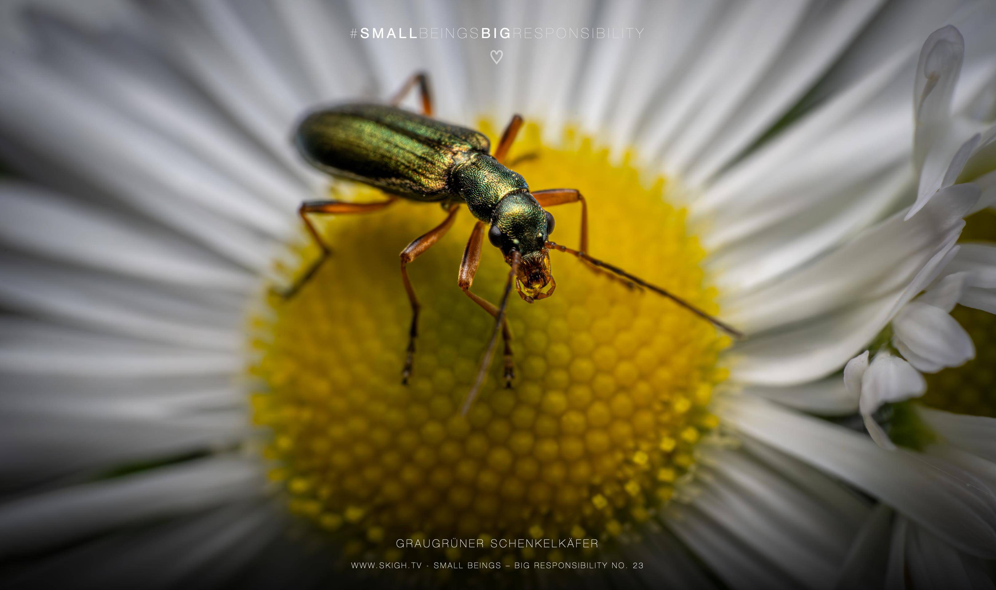 Graugrüner Schenkelkäfer | 1/250s * f16 * ISO 400 * 90mm - FE 90mm F2.8 Macro G OSS - Sony α7R V Graugrüner Schenkelkäfer