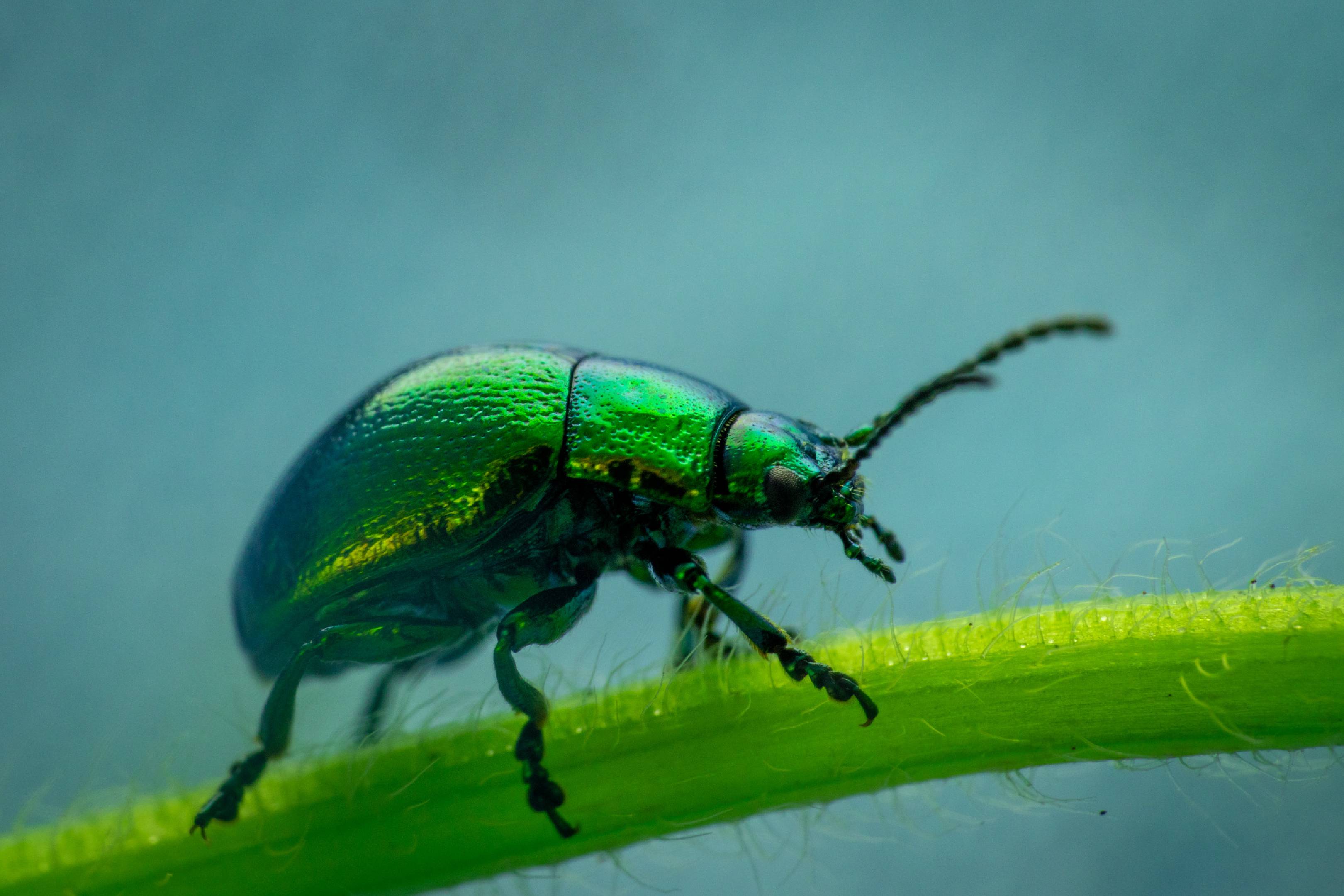 Green Dock Beetle