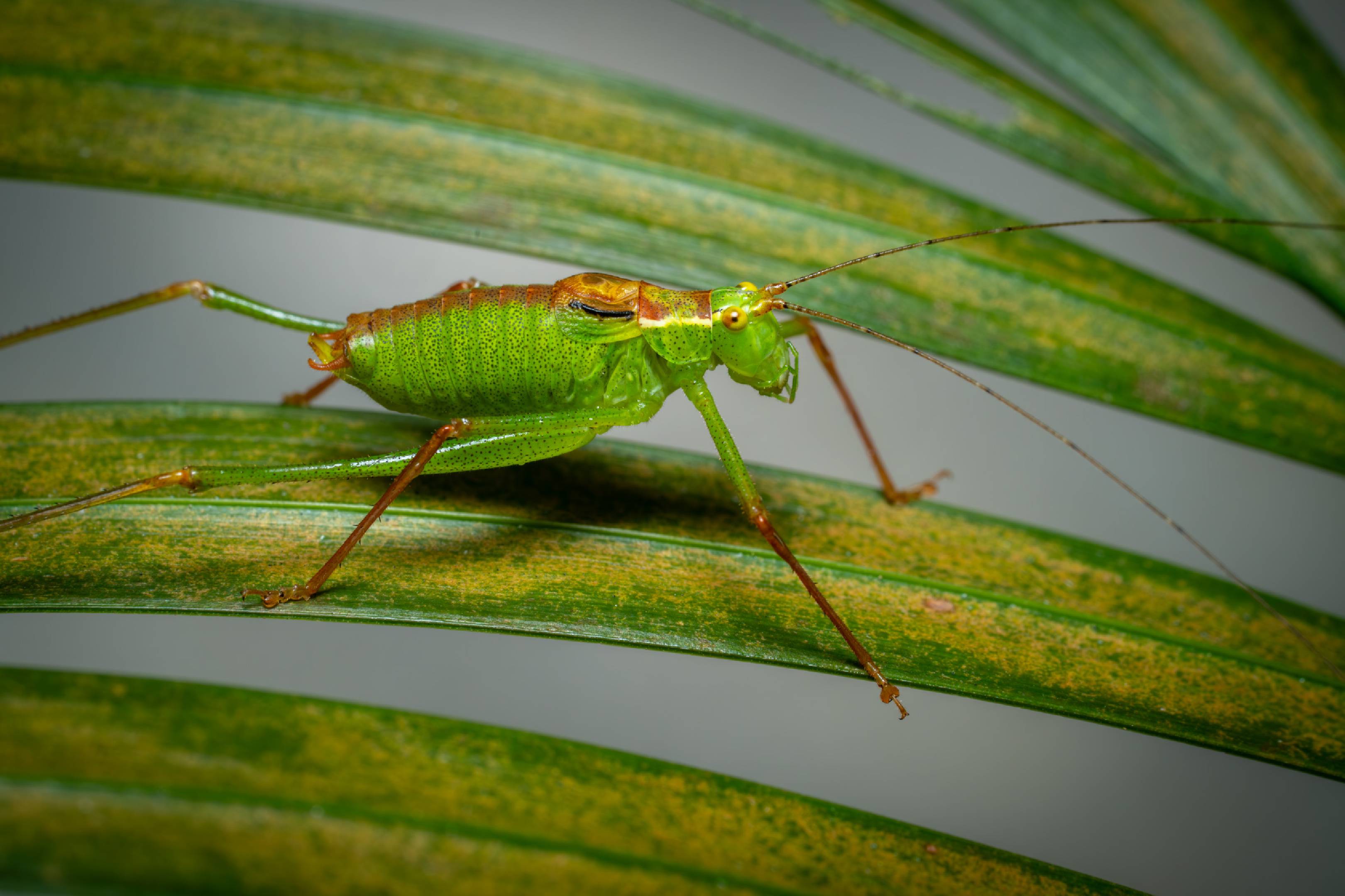 Speckled Bush-cricket