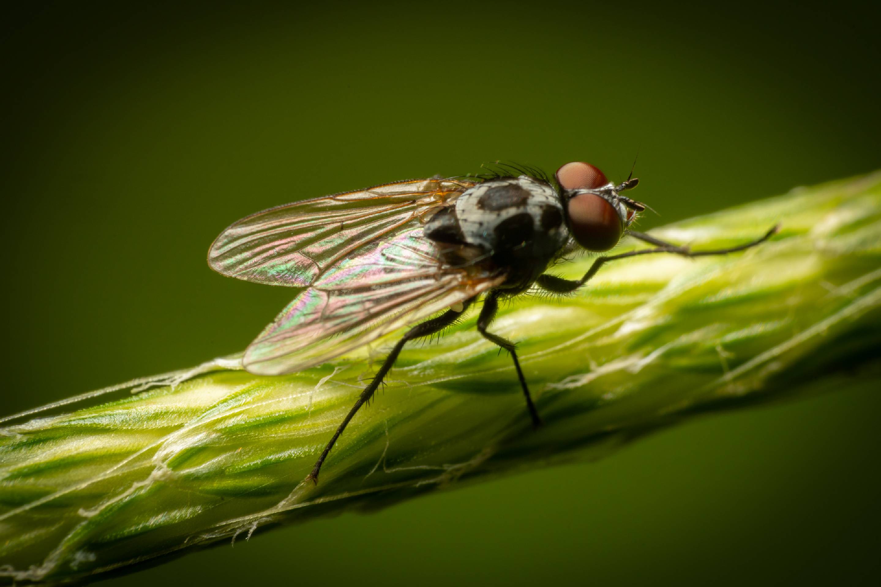 Eustalomyia hilaris