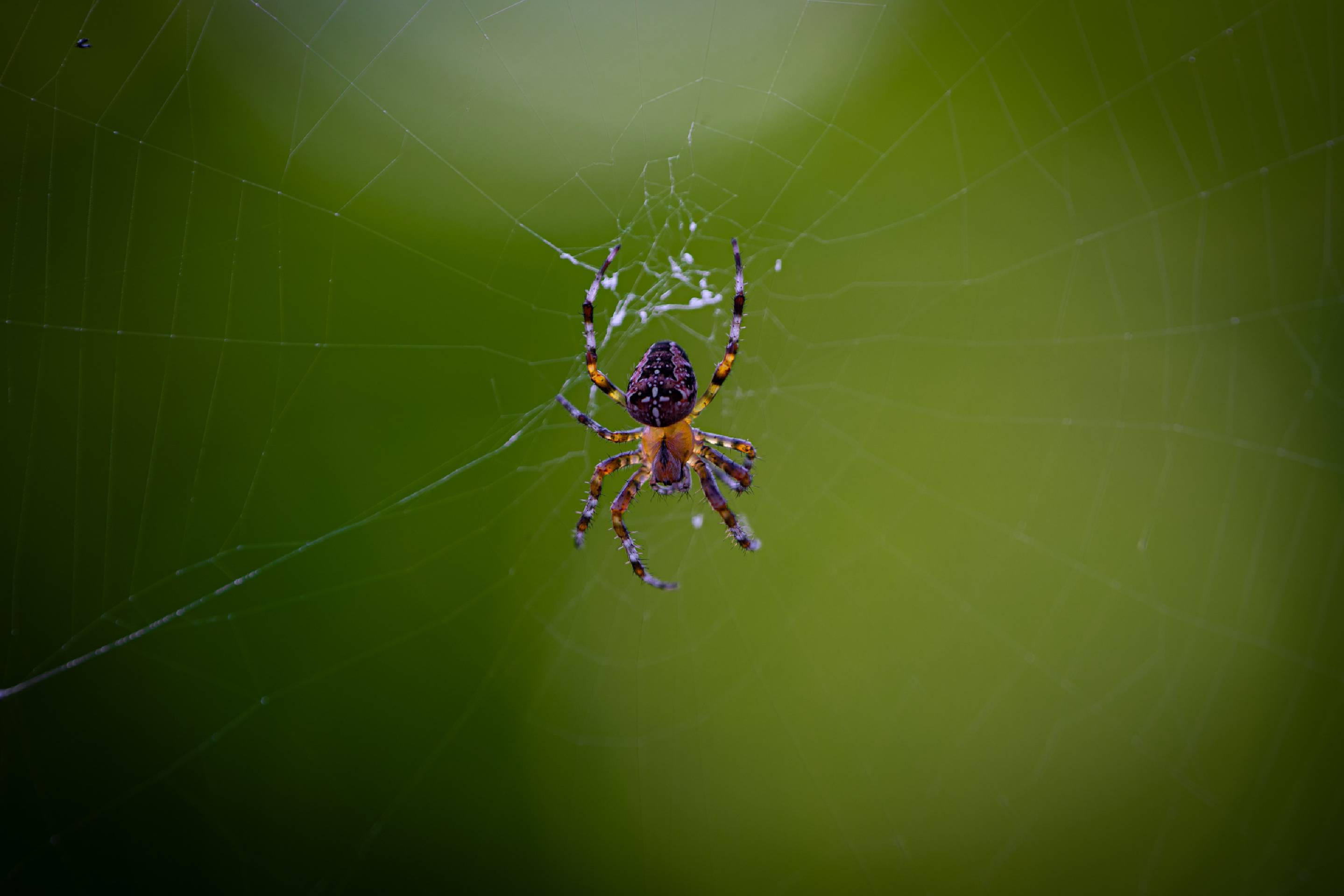 Cross Orbweaver