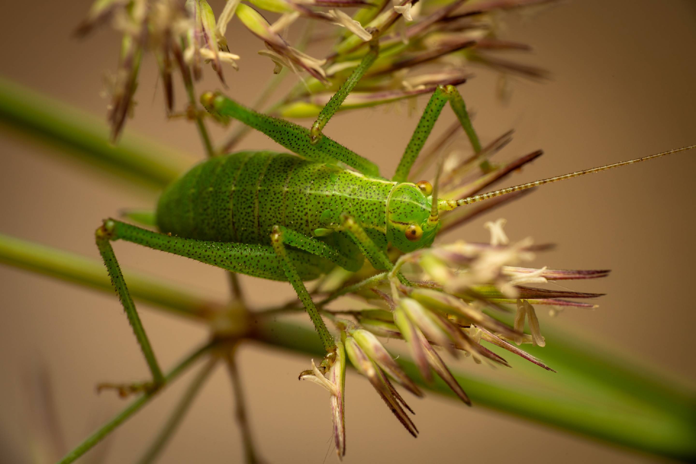 Common Saw Bush-cricket