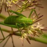 Common Saw Bush-cricket