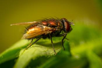 Common European Greenbottle Fly