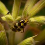 Three Spotted Nettle Bug