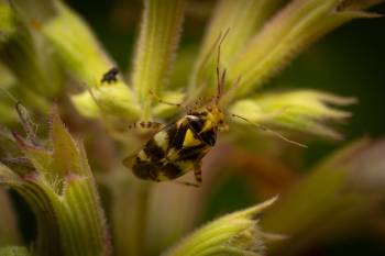 Three Spotted Nettle Bug