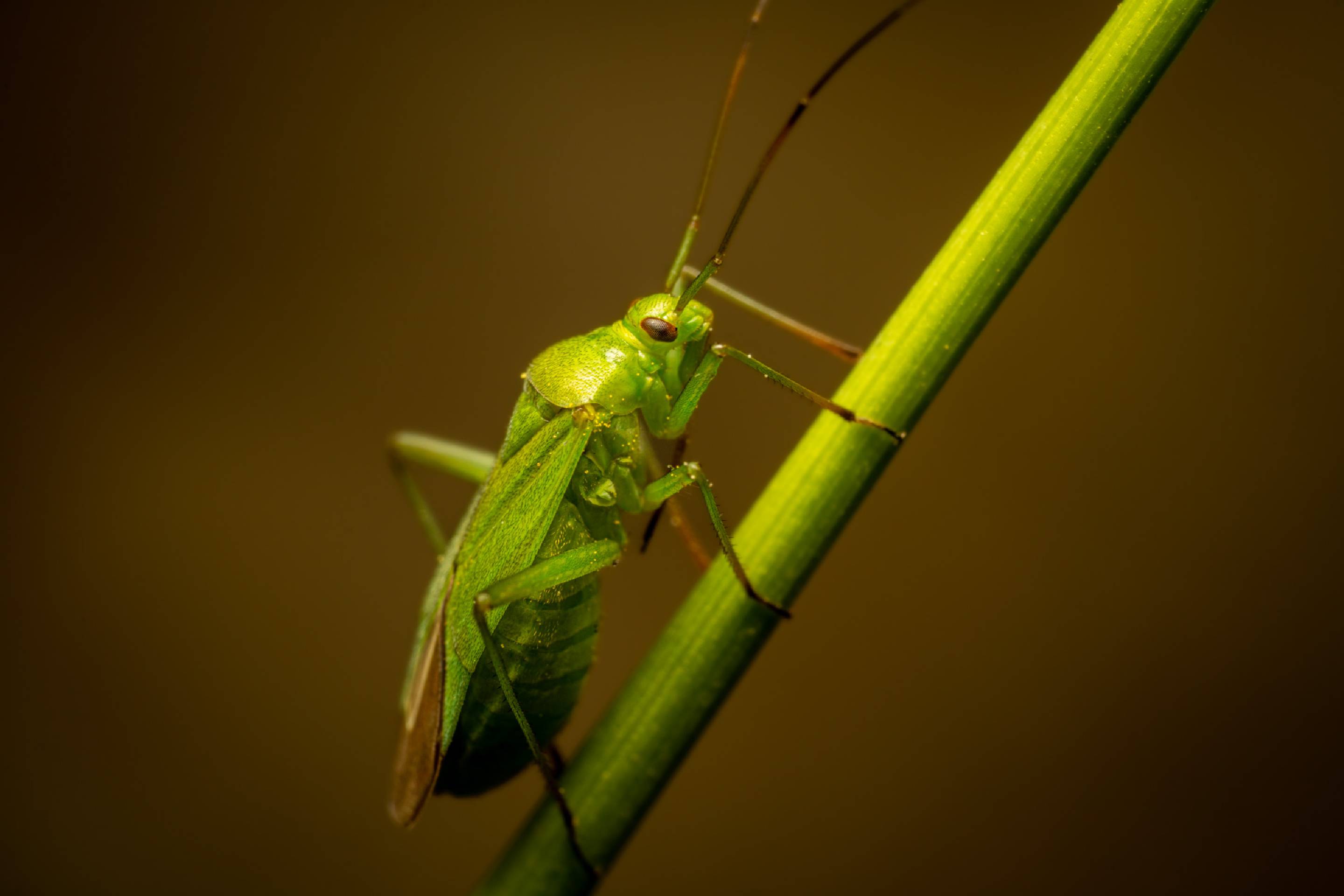 Common Green Capsid