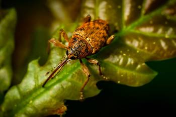 Nut Weevil