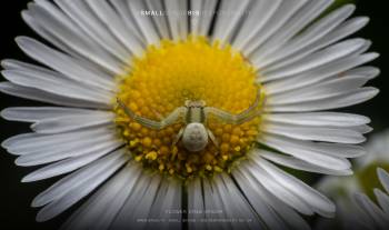 Flower crab spider