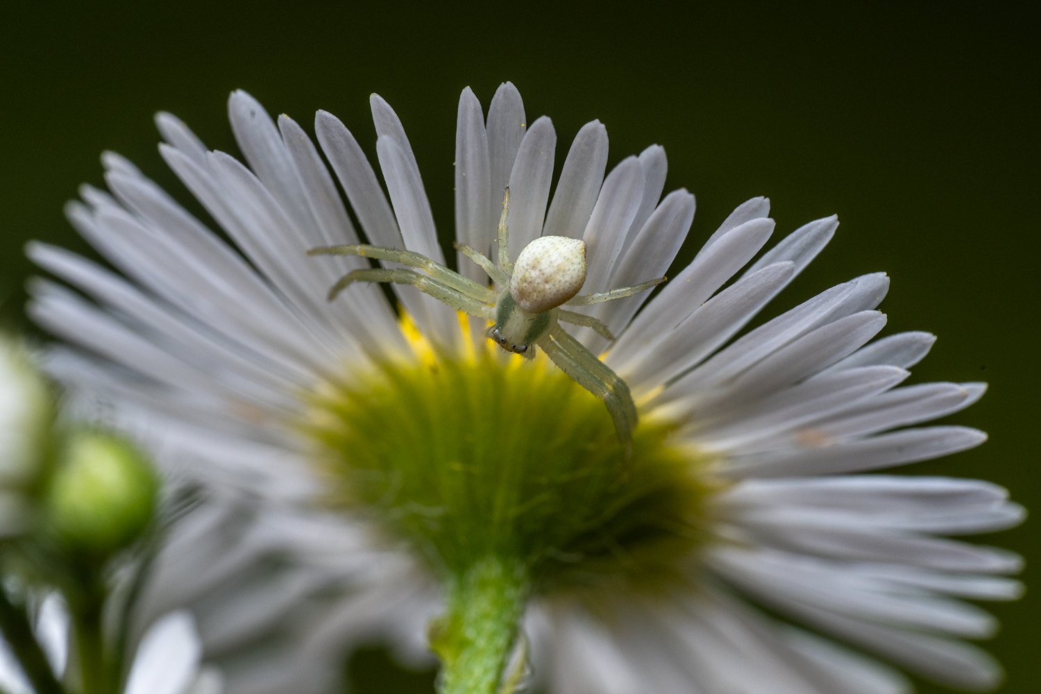 Flower crab spider