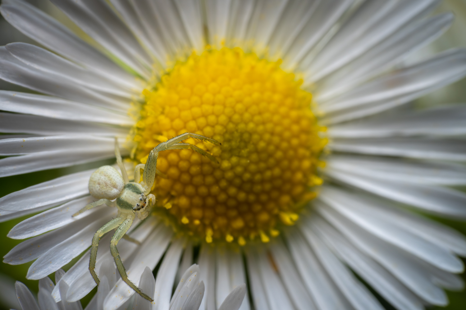 Flower crab spider