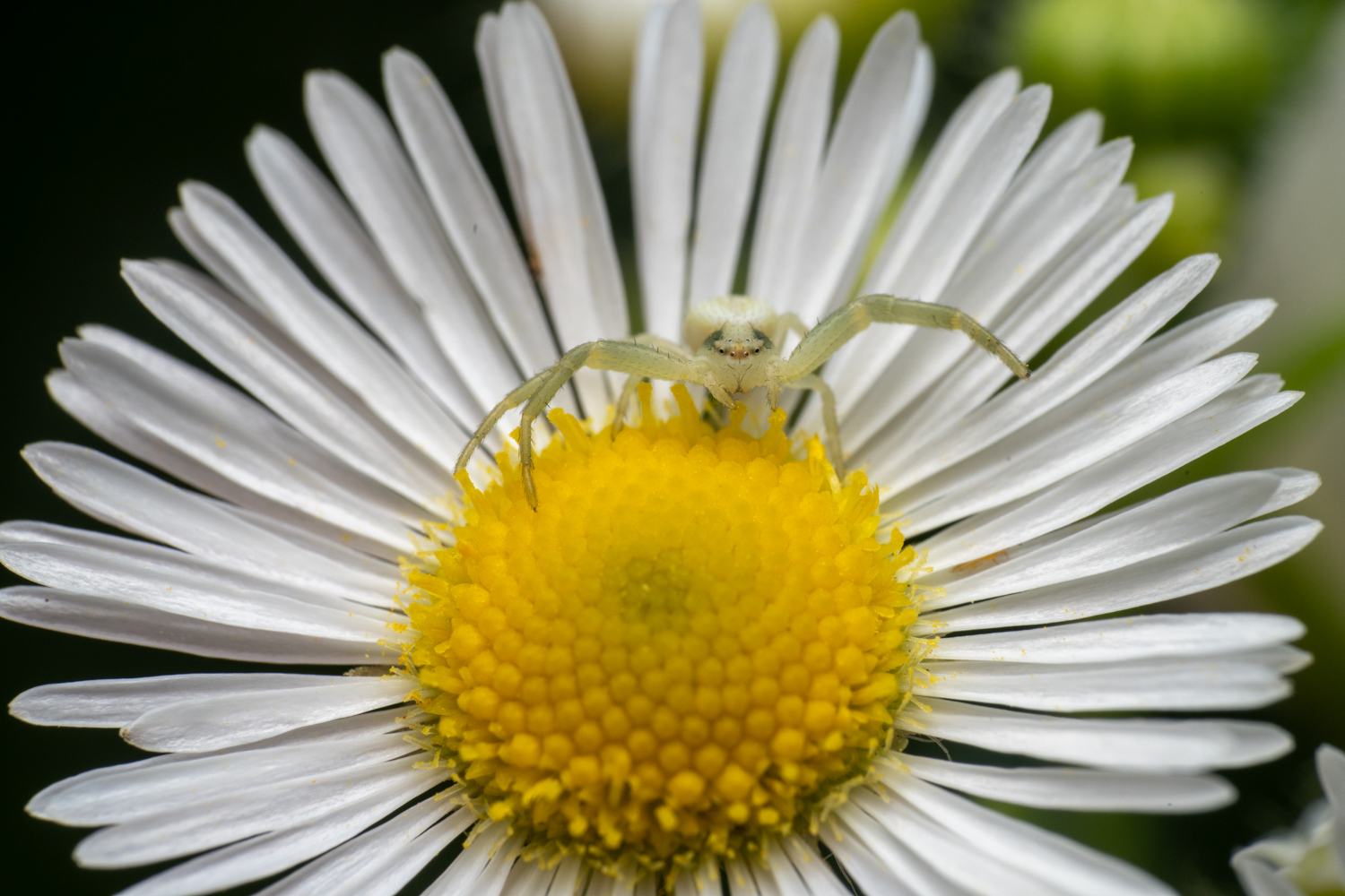 Flower crab spider