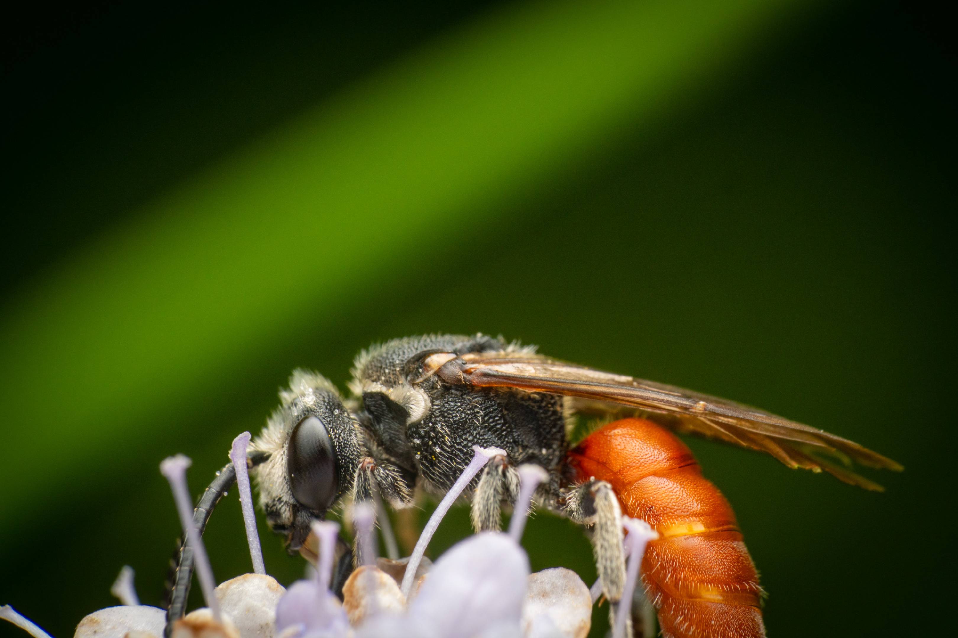 White-lipped Blood Bee