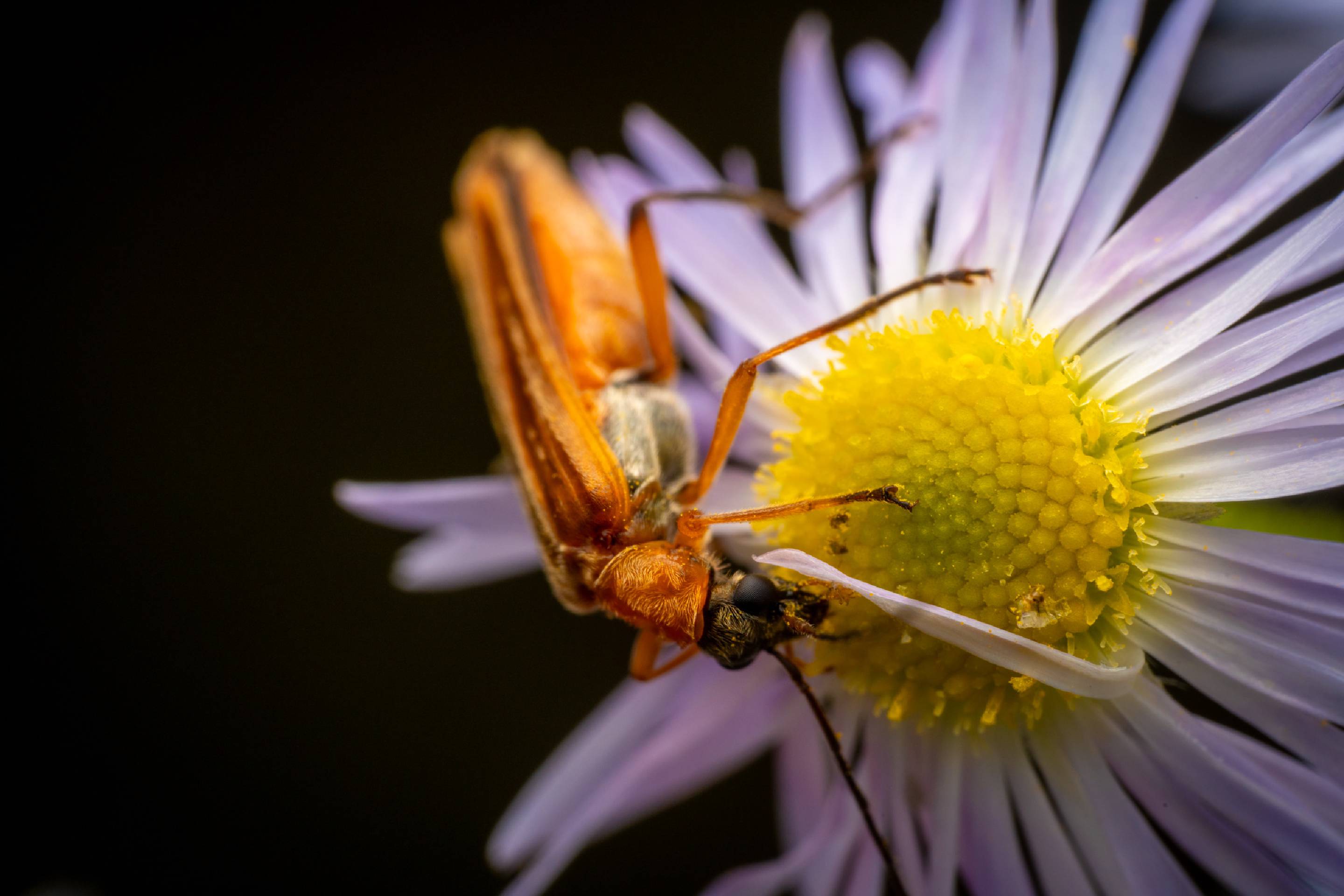 Oedemera podagrariae