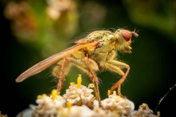 Golden Dung Fly