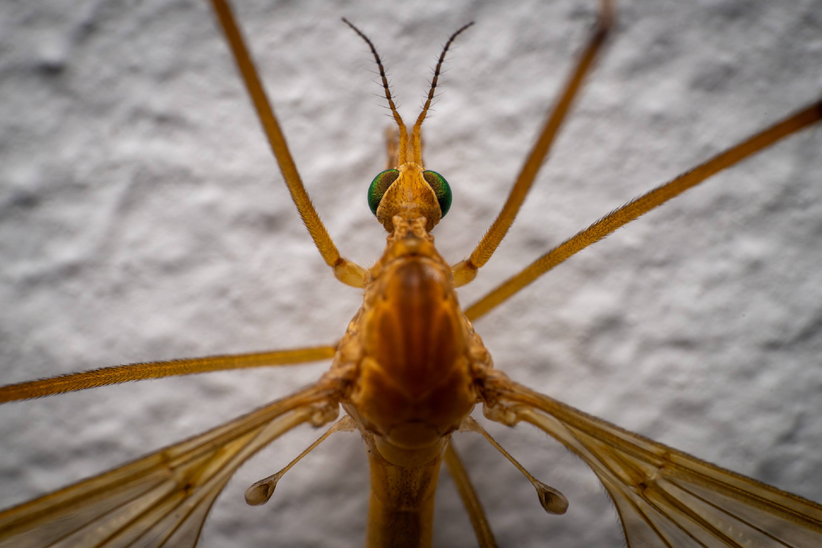 Tipula confusa