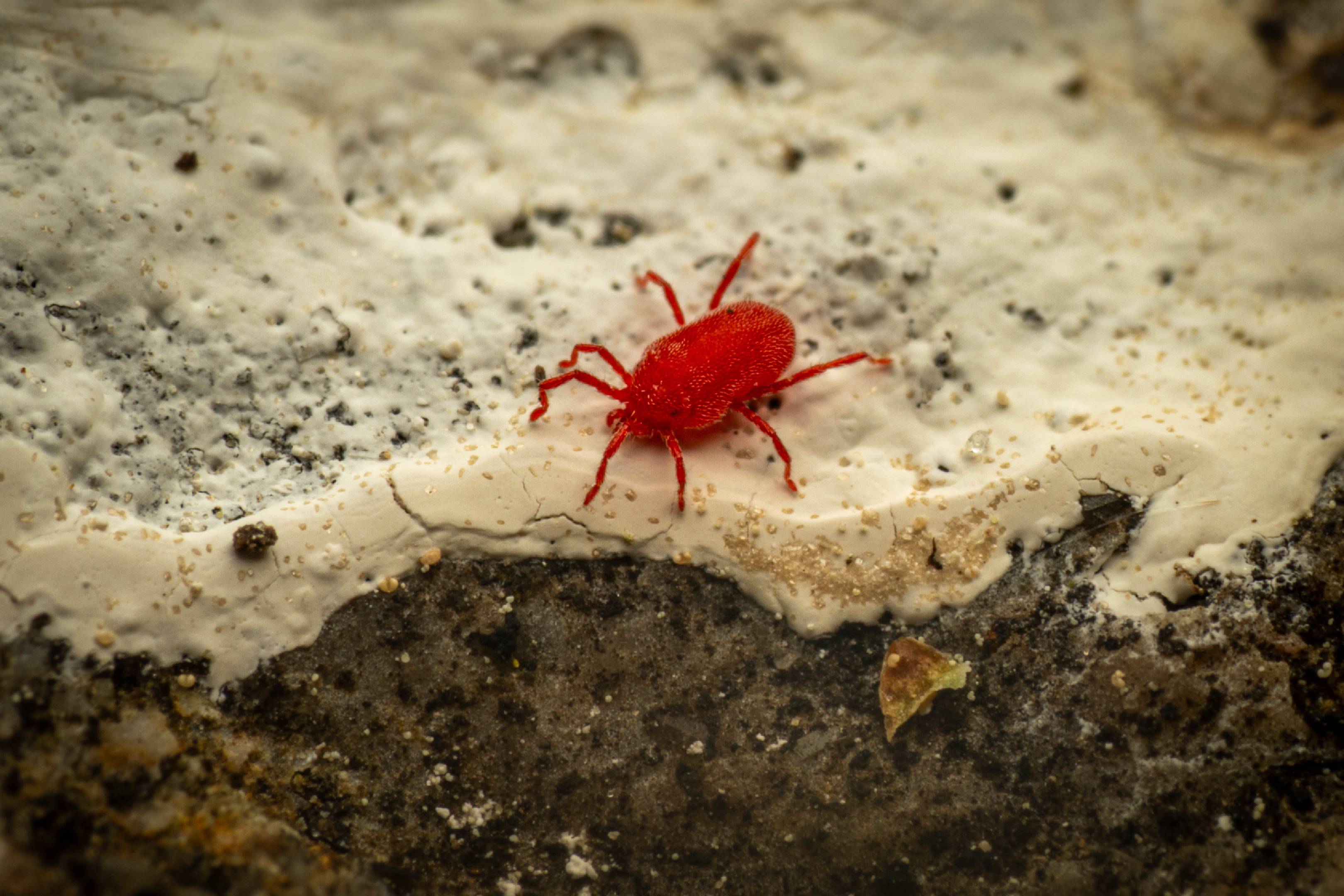 Trombidium holosericeum