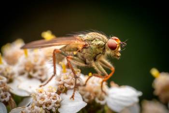 Golden Dung Fly