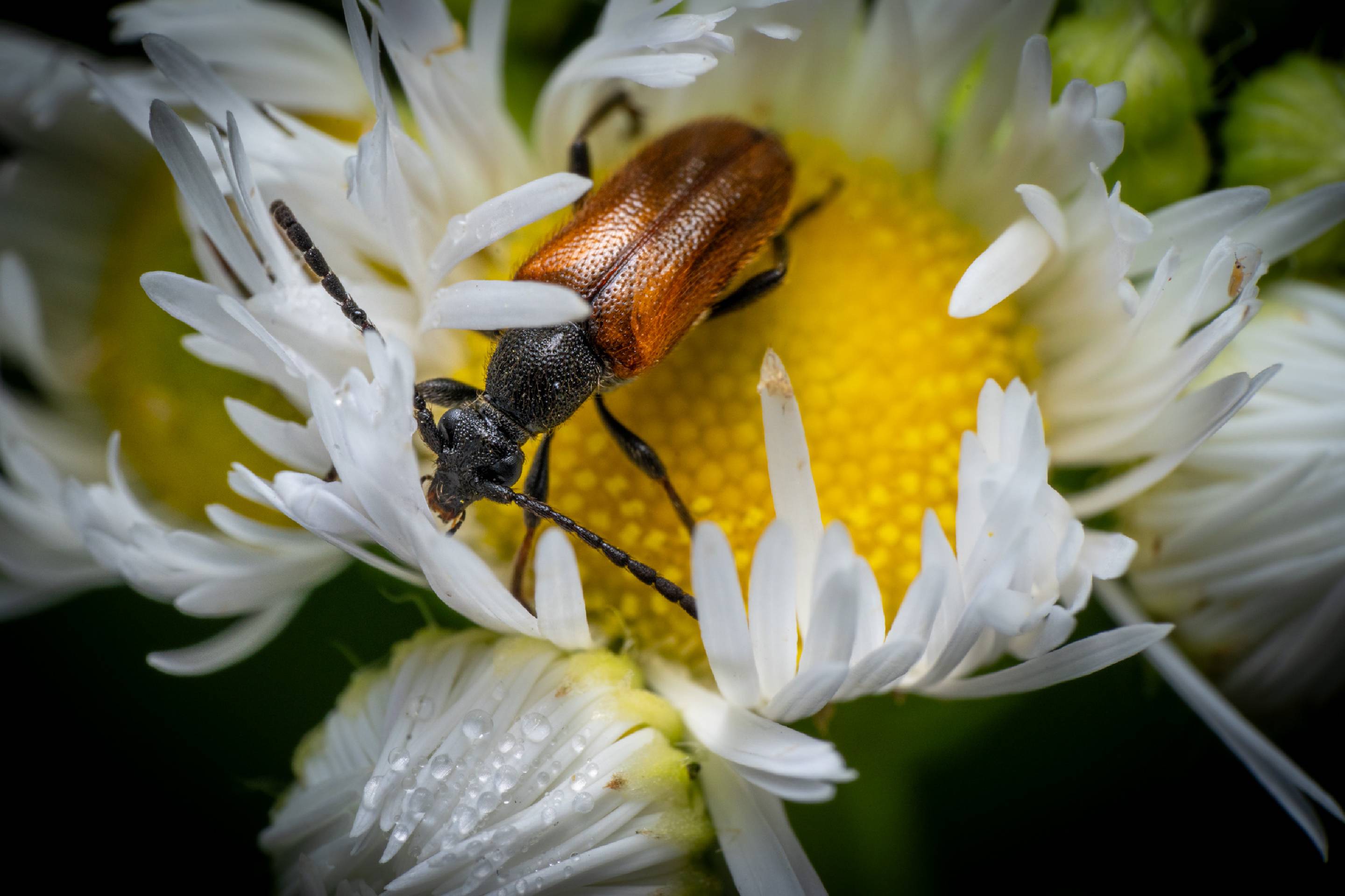 Fairy-ring Longhorn Beetle