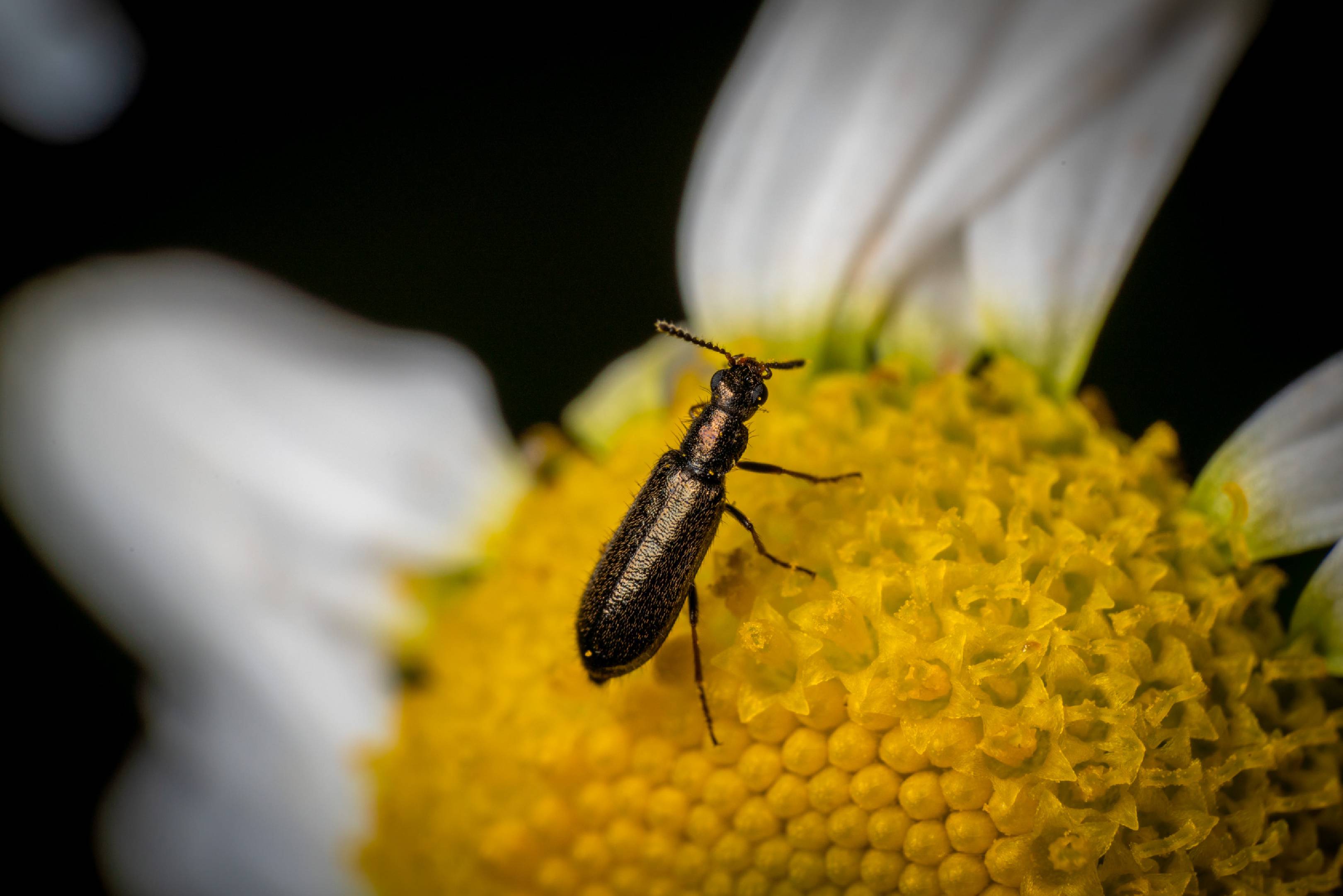 Dasytes aeratus | Dasytes aeratus