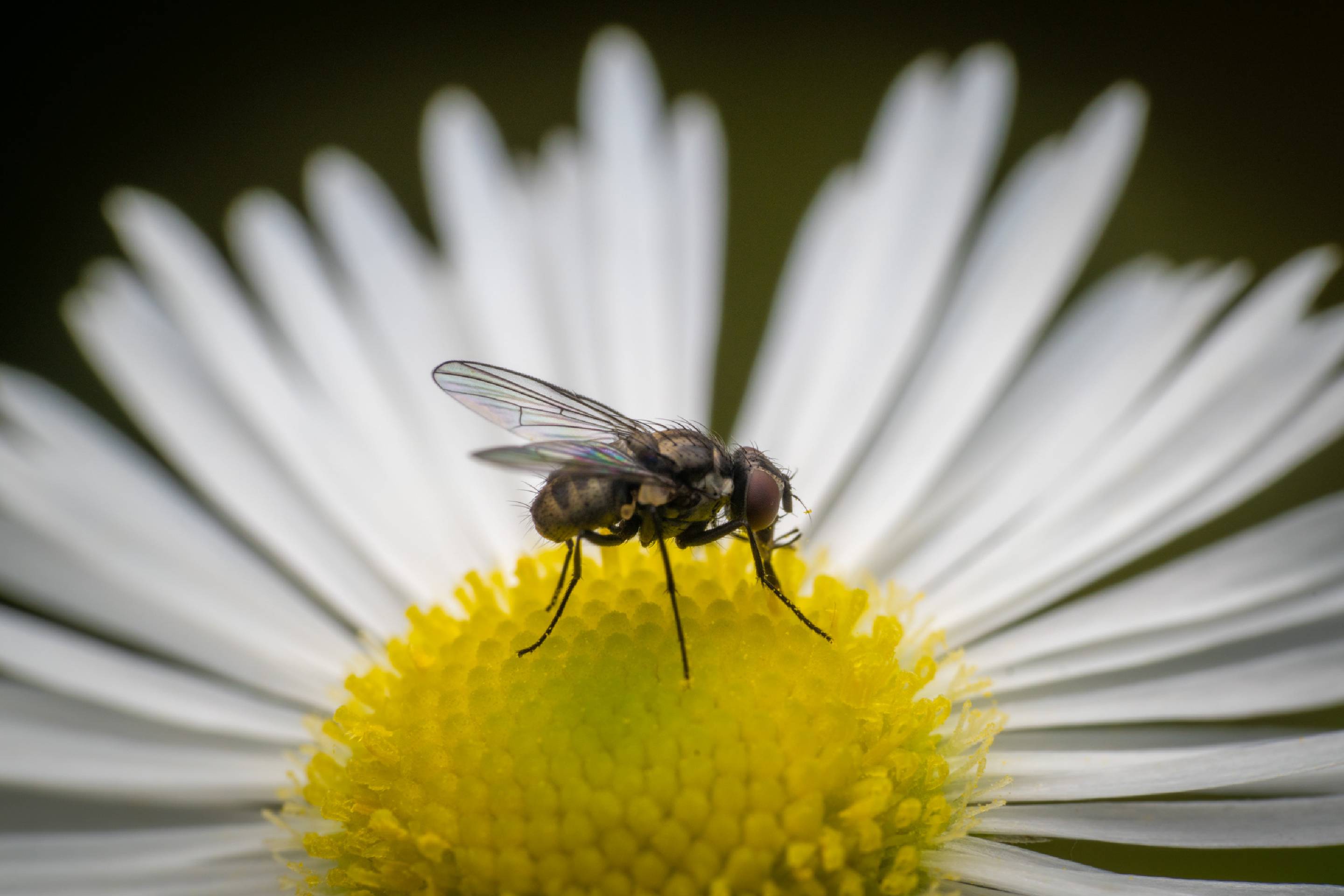 Common House Fly