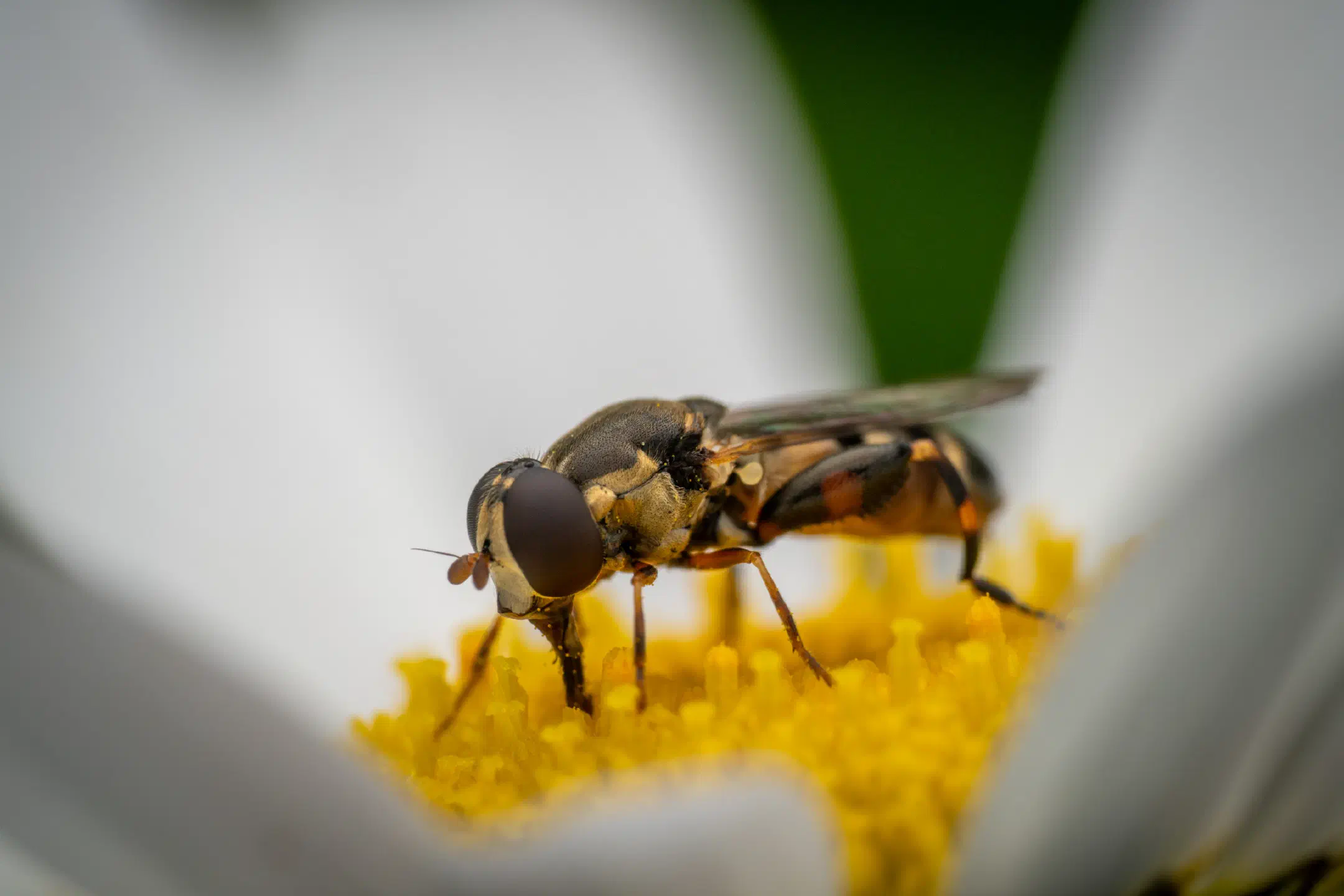 Thick-legged Hover Fly