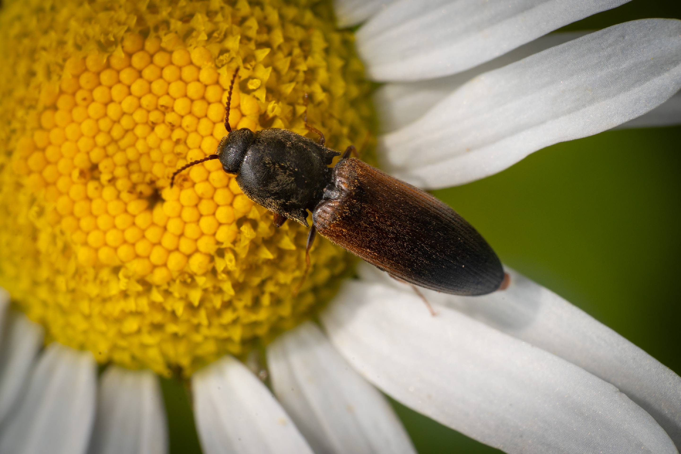 belted click beetle