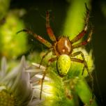 Cucumber Green Spider