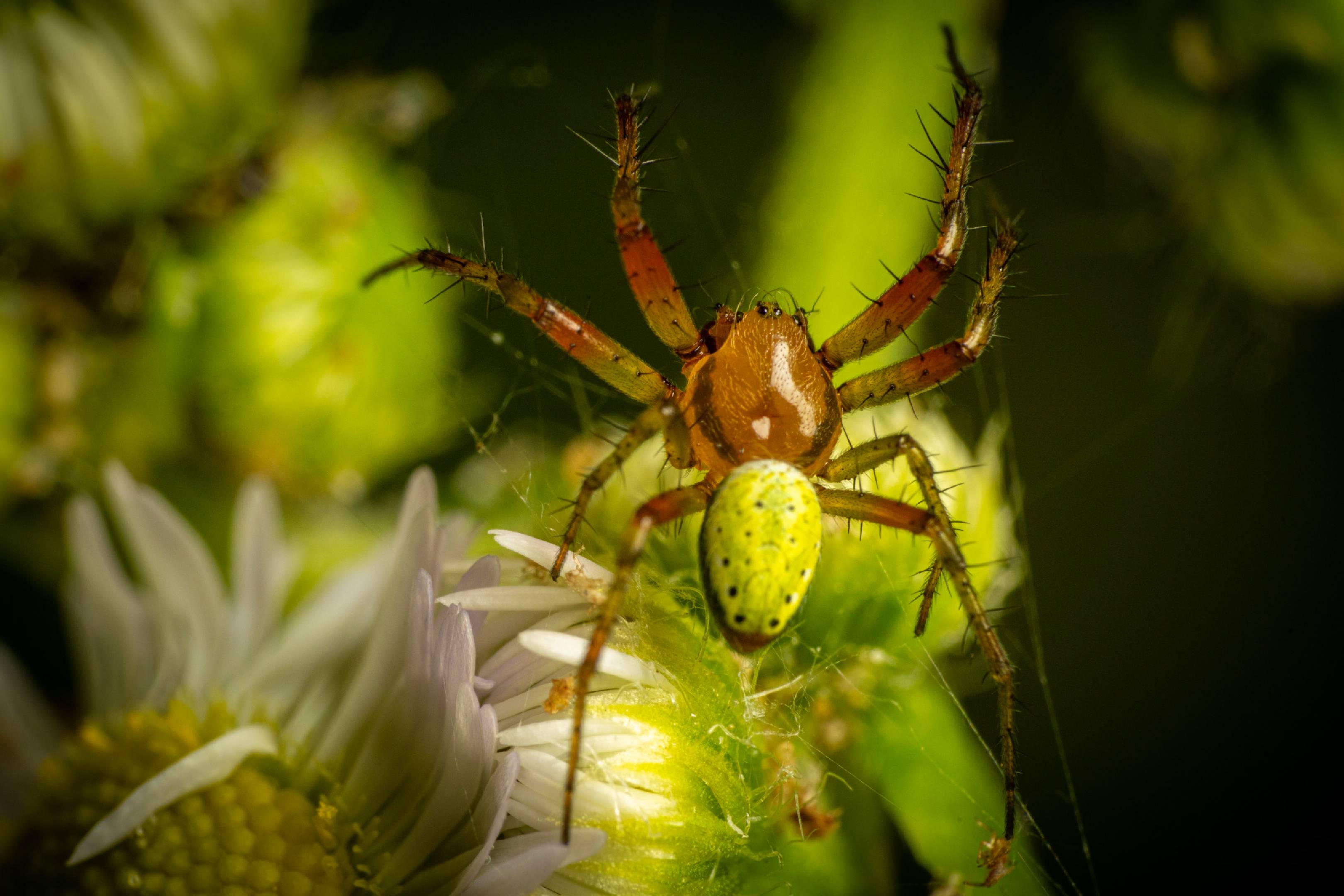 Cucumber Green Spider