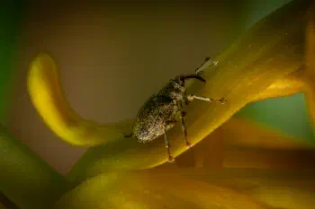 Cabbage Stem Weevil